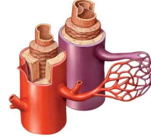 Figura 4 – vasos sanguíneos, retirado de  http://www.cientic.com/images/pp/circulat/sl_14.jpg 