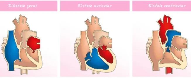 Figura 7 – Fases do ciclo cardíaco, retirado de   margaridapereira-cn.blogspot.com 