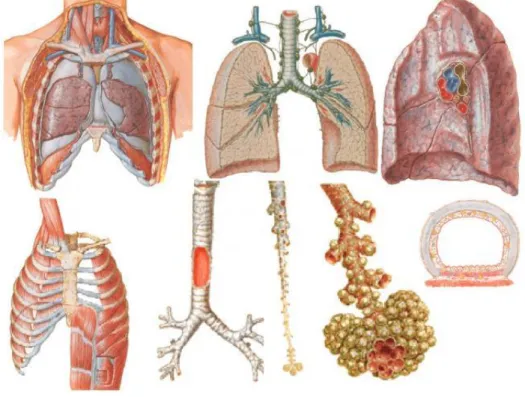 Figura 9 – Órgãos do sistema respiratório, retirado de 