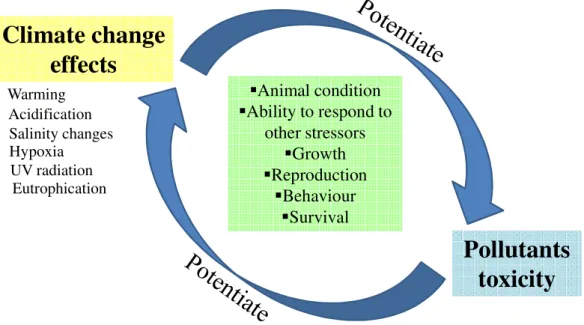 Figure 1.3. Interaction between climate change effects and chemical contaminants. 