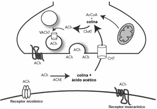 Figura 7: Acetilcolina e acetilcolinesterase na fenda sináptica (modificado - Davis et  al., 2009)