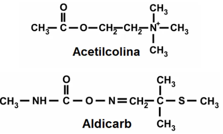 Figura 9: Estrutura da acetilcolina e do aldicarb (Rand, 2007). 