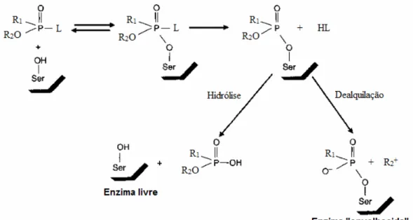 Figura 10: Reação da enzima, mostrando apenas o sítio catalítico com o resíduo  serina e uma molécula de organofosforado, resultando na enzima livre ou 