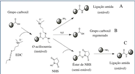 Figura 2. Reação química entre os grupos carboxil e amina mediada por  EDC e NHS. O EDC reage com o grupo carboxil da molécula 1 e forma  um  intermediário  (O-acilisoureia)  que  pode  reagir  com  a  amina  da  molécula  2,  resultando  em  uma  ligação 