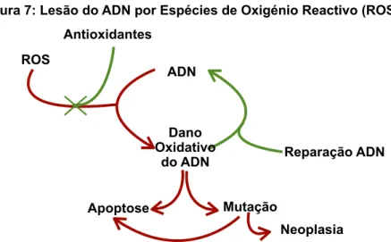 Figura 7: Lesão do ADN por Espécies de Oxigénio Reactivo (ROS) Antioxidantes ROS ADN Reparação ADN NeoplasiaApoptoseMutaçãoDano Oxidativo do ADN