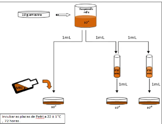 Fig 3: Esquema do método utilizado para a contagem de bactérias ácido lácticas. 