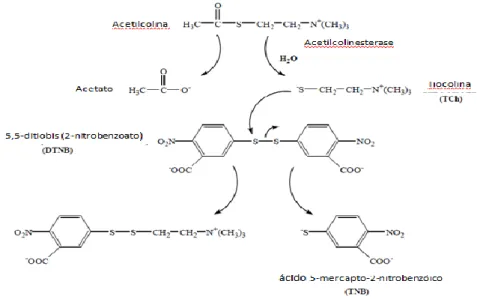 Figura 1- Representação esquemática da reacção utilizada para a determinação da actividade do enzima  acetilcolinesterase [69] 