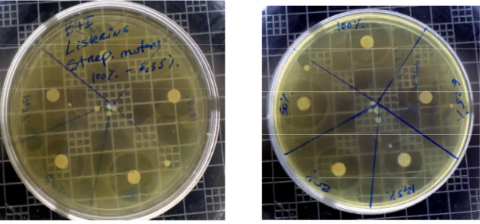 Figura 23 – Exemplo de marcação das placas de Petri para a realização do teste de  concentração mínima inibitória 