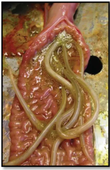 Figura  5  –  Espécimes  adultos  de  Parascaris  spp.  no  intestino  delgado  de  um  poldro  recentemente desmamado (In Reinemeyer &amp; Nielsen, 2013) 