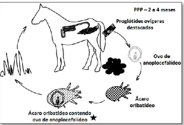 Figura 9 – Ciclo de vida dos agentes da anoplocefalidose (original do autor) 