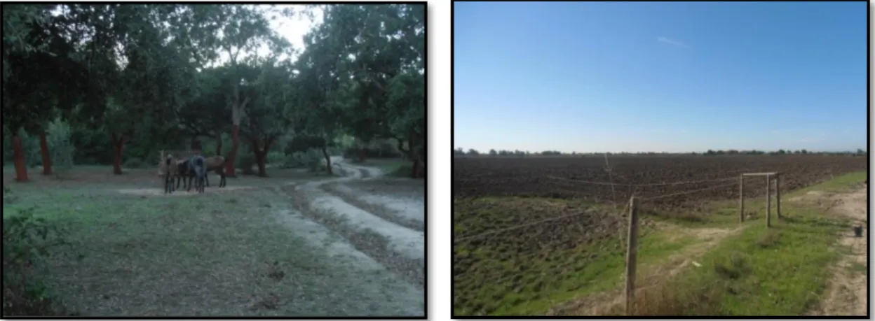 Figura 15 – Parques de pastagem da coudelaria da Azambuja em Outubro: Quinta do Pilar  com pastagem espontânea (à esquerda) e Bafoa com pastagem de regadio (à direita) (originais  do autor) 