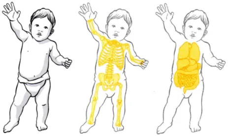 Figura 5: Dois exemplos de visualização que podem ser feitas em um bebê. 