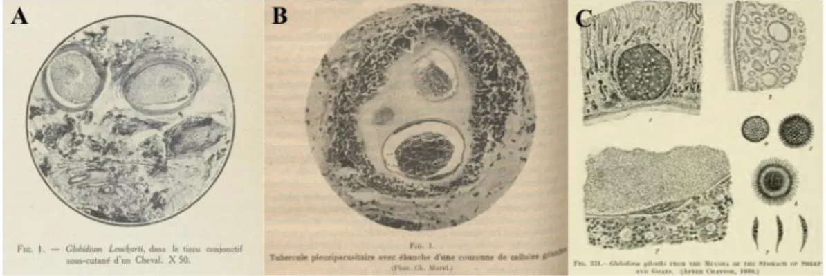 Figura 2. A - imagem de corte histológico de quisto de B. bennetti (anteriormente G. leuckarty) (Henry 