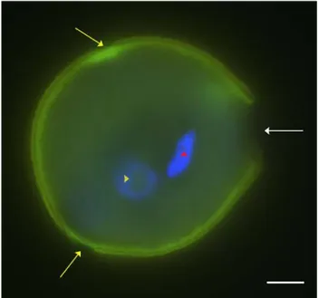 Fig. 1 Mature pollen grain of Quercus suber processed with a low magnitude ultrasonic treatment and stained with DAPI