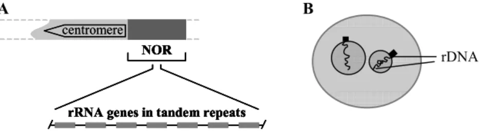 Figure 2. Ribosomal genes are organized in multiple DNA copies clustered at particular  chromosomal loci termed NORs (Nucleolar Organizing Regions) (A)