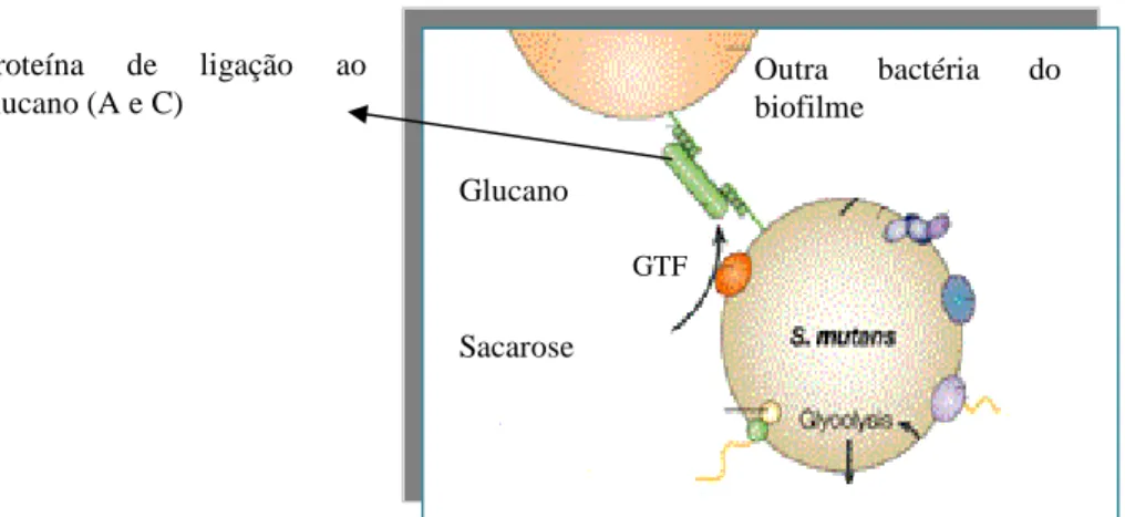 Figura 9: Mecanismo de adesão dependente de sacarose (adaptado de Mitchell, 2003). 