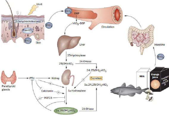 Figura 2. Fisiologia da Vitamina D. Retirado de Doorenbos CRC, van den Born J, Navis G, de Borst MH