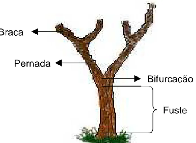 Figura 1  Principais componentes lenhosas consideradas para o sobreiro e azinheira    Fuste 