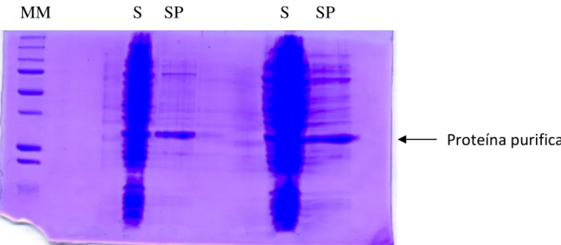 Figura 3 – Purificação do sobrenadante obtido após lise das bactérias. ‘S’: sobrenadante  bruto; ‘SP’: sobrenadante sujeito a purificação por cromatografia de afinidade