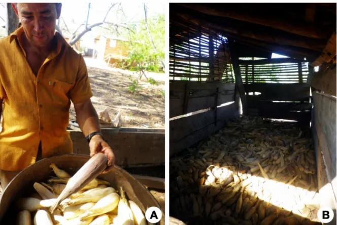 Foto 06. A) Élcio mostrando suas sementes guardadas em tambores. B) Paiol onde são armazenadas espigas para ração dos animais