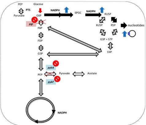 Figura 1 – Estratégias de silenciamento de genes para promover a produção de pDNA em E