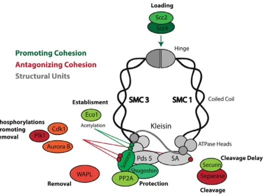 Figure 3:  Cohesin and associated molecules. The cohesin complex and  the different associated molecules that modulate cohesin’s function