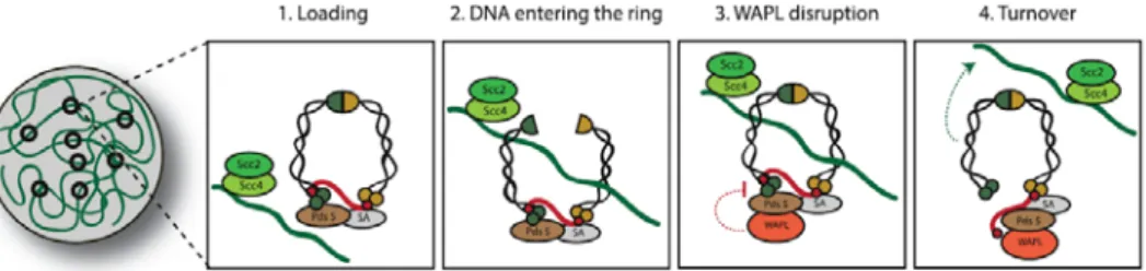 Fig. 5 Cohesin loading and turnover.  Cohesin loading onto DNA  depends on the Scc2/4complex