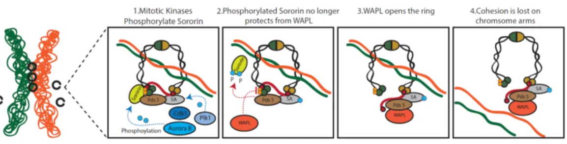 Fig. 7 Cohesin release during early mitosis and centromeric  protection. In metazoans, cohesin is  removed from the arms by the  prophase pathway