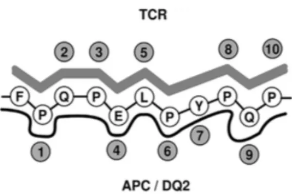Figure   3.   Binding   sites   of   APC   and   TCR   for   an   epitope    of   α-­‐2   gliadin   (Wieser   et   al.,   2012)   