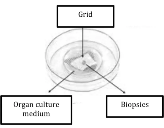 Figure   6.   Schematic   image   of   the   organ   culture    dish   with   grid   and   biopsies   (Image   adapted   