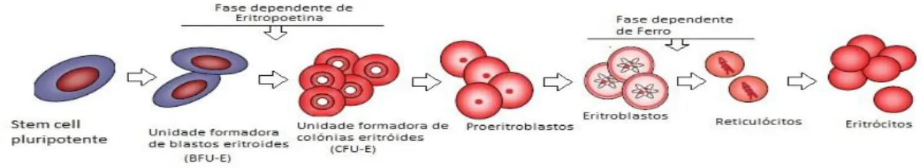 Figura 1: Importância da eritropoetina e do ferro na eritropoiese. 