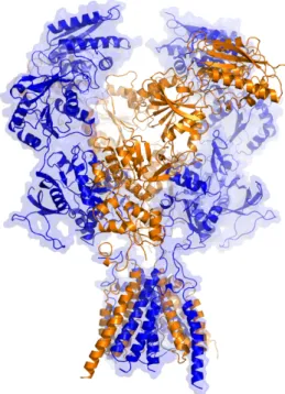 Figure  3  –  Representation  of  a  NMDA  receptor.  X-ray  crystal  structure  of  the  receptor, with receptor subunits in different colors