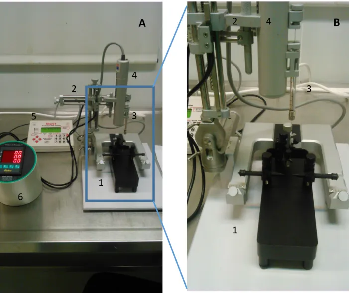Figure 9 – Stereotaxic Setup used in AAV-Cre inoculation surgeries.   