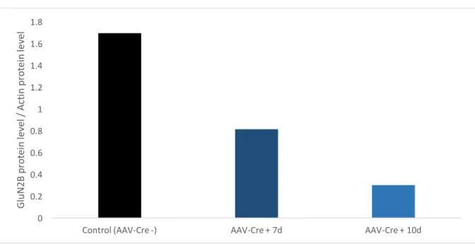 Figure 11 – Relative GluN2B protein levels, normalized to Actin, obtained by Western Blot  analysis of hippocampal tissue without AAV-Cre inoculation (Control AAV-Cre -), 7 and 10  days after AAV-Cre inoculation