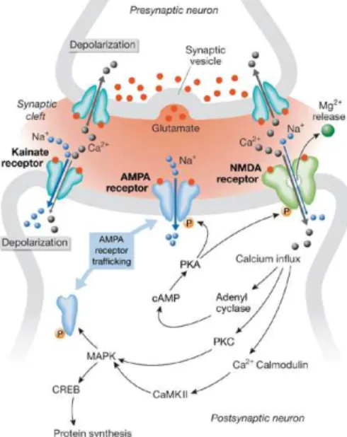 Figure  1.1.1.1  -  Glutamate  receptors  and  synaptic  plasticity.  The  arrival  of  a  series  of  impulses  at  the  presynaptic  terminal  triggers  the  release  of  glutamate,  which  binds  to  glutamate  receptors  at  the  postsynaptic  membrane