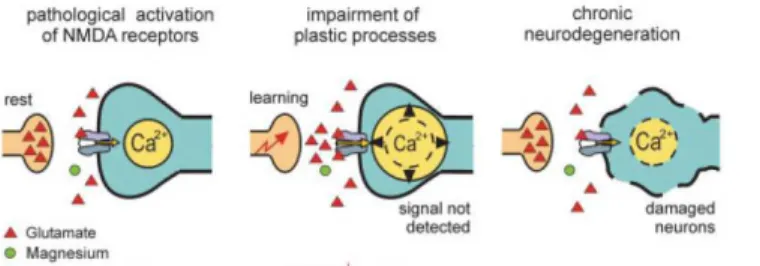 Figure  1.1.1.2  –  It  is  hypothesized  that  in  Alzheimer’s  disease,  due  to  the  overactivation  of  the  glutamatergic system, Mg 2+  is no longer effective in its ability to control NMDA receptor activation (Danysz  and Parsons, 2003)