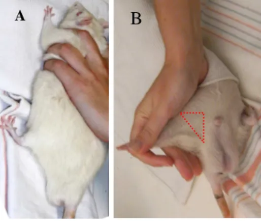 Figure 3.2.1 – Intraperitoneal injection: the immobilization procedure (A) and the local of the injection (B)