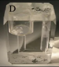 Figure 3.3.1.1 – A) Illustration of rat brain, B) hippocampus dissection, C) Chopper used to cut hippocampal  slices and D) camera where the slices recovered energetically before recording.