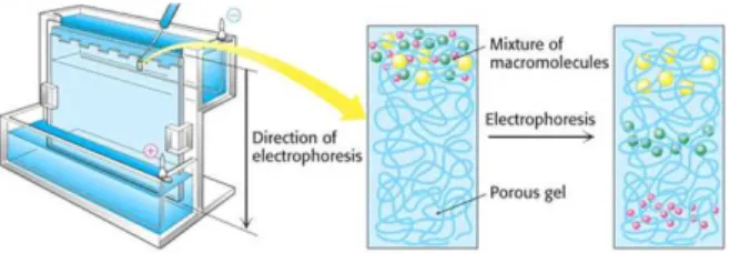 Figure 3.5.1 - Discontinuous SDS-PAGE electrophoresis procedure. Samples are first loaded into wells in the  gel, with one lane being usually reserved for a marker or ladder (commercially available mixture of proteins  of  defined  molecular  weights,  sta