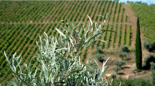 Figure 7 - Verdeal olive tree leaves 