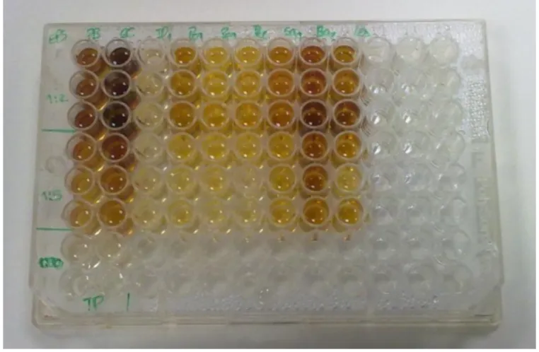 Figure 10 - Plate representing the Phenol - Sulphuric acid method 