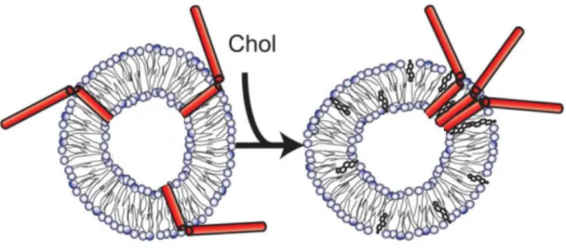 Figure 10. Model for cholesterol-induced cluster formation of syntaxin. Adapted from (Murray and Tamm,  2009)