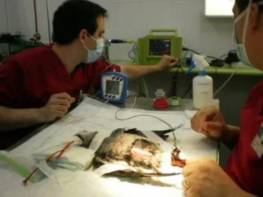 Figura 18. Monitorização anestésica durante a cirurgia de um papagaio cinzento (Psittacus erithacus) 