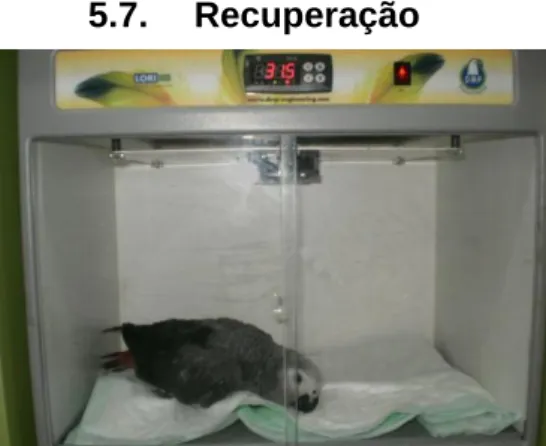 Figura 19. Recuperação anestésica pós- pós-cirúrgica de um papagaio cinzento (Psittacus  erithacus) numa incubadora 