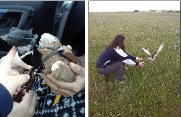 Figure 1 -  Attachment of a solar GPS/GSM tracking device on a little bustard (left) and release of the tagged  bird (right)