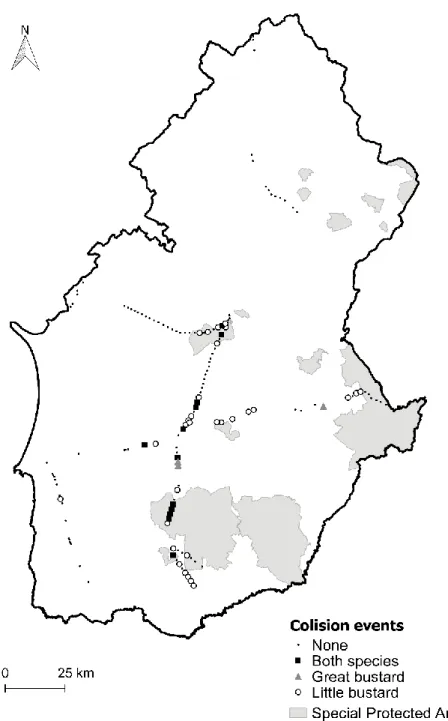 Figure 3. Presence-absence of mortality events of great bustard and little bustard in each sampled power line  section in Alentejo, Portugal
