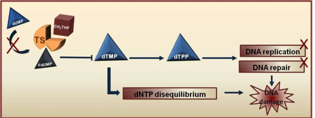 Figure 1.3- Mechanism of thymidylate synthase (TS) inhibition by 5-Fluorouracil.  