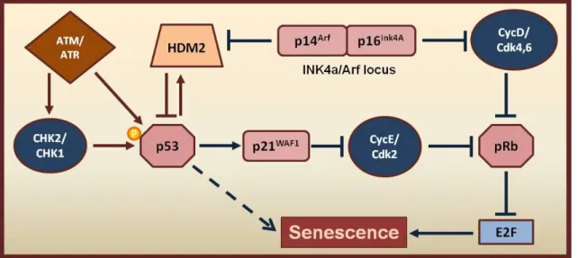 Figure 1.6- Signal transduction pathways mediating senescence.  