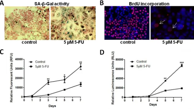 Figure 2.1- Low-dose 5-FU induces cellular senescence in HCT 116 colon cancer cells . 