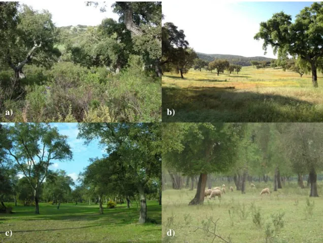 Figure 1.1. Different cork oak woodland management forms found throughout the  Mediterranean Basin